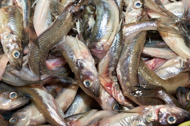 Collection d'éperlans ou d'éperlans européens à vendre sur le marché