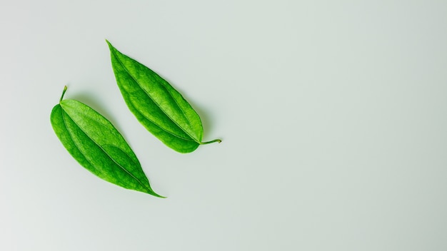 Collection d'une feuille verte sur un bureau blanc.