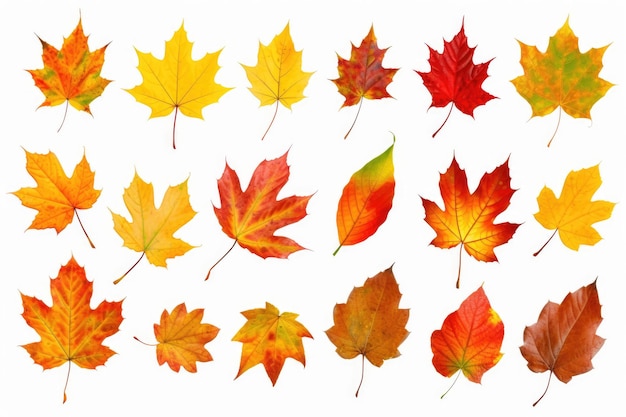 Une collection de feuilles d'automne colorées