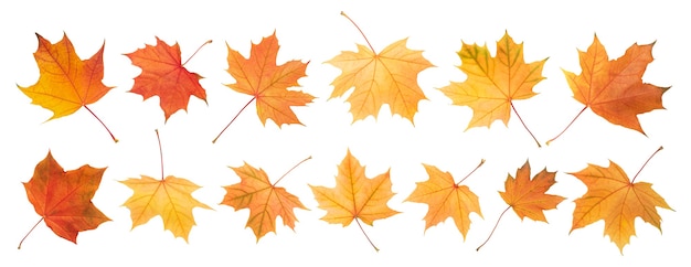 Collection de feuilles d'automne sur fond blanc