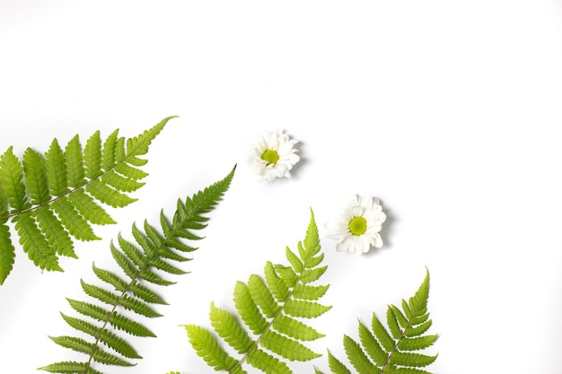 Photo une collection de feuilles de fougère et de fleurs de saison sur fond blanc