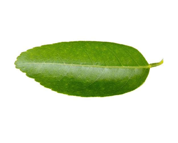 Collection de feuilles vertes isolée sur blanc