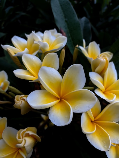 Photo une collection de fleurs de frangipani