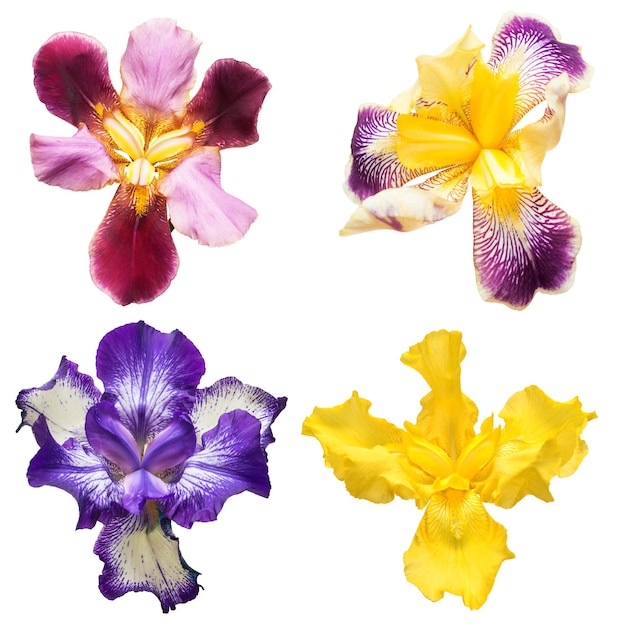 Collection de fleurs d'iris multicolores isolées sur fond blanc. Mise à plat, vue de dessus. Objet, studio, motif floral