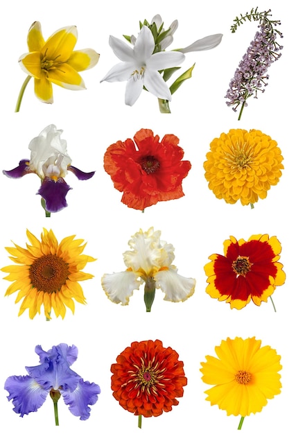 Photo collection de fleurs isolée sur fond blanc