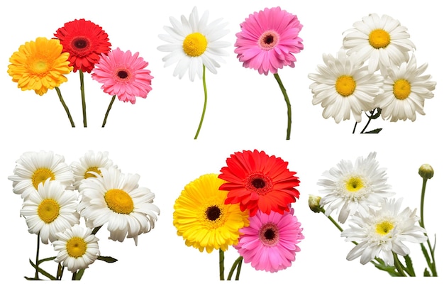 Collection de fleurs marguerite blanche et gerbera multicolore isolé sur fond blanc Bonjour printemps belle plante jardin concept Nature Pâques amour plat jeter vue de dessus