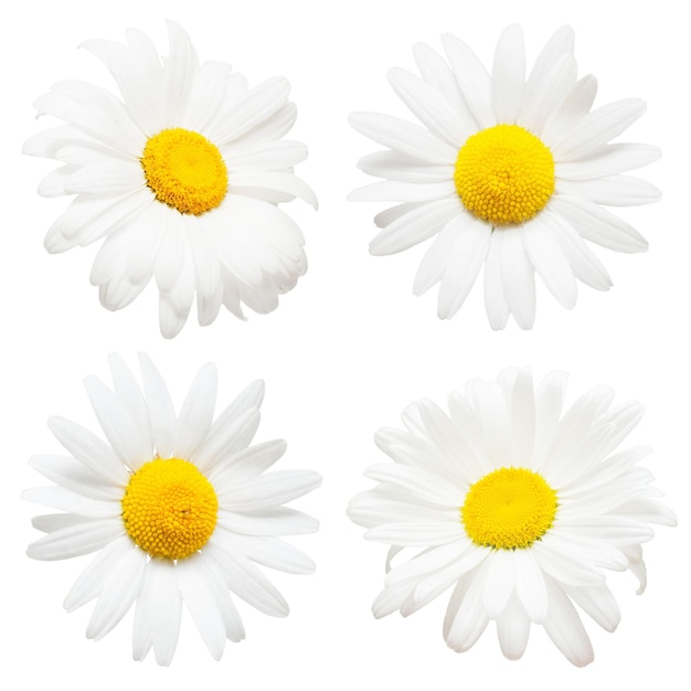 Collection de fleurs de marguerites créatives isolées sur fond blanc. Mise à plat, vue de dessus