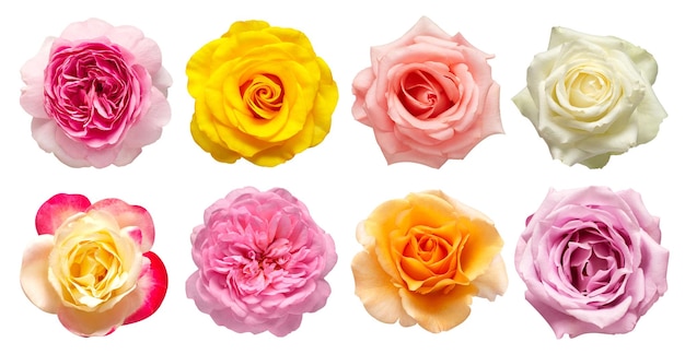 Collection fleurs multicolores tête roses isolés sur fond blanc Vue de dessus mise à plat