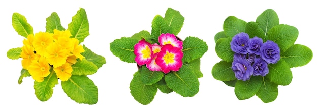 Collection de fleurs de primevère isolées sur fond blanc Vue de dessus à plat