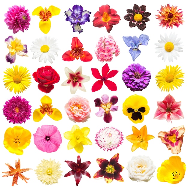 Collection de fleurs de roses assorties, marguerites, iris, pensées, tigridia, amaryllis, lys, gerbera, tulipes isolés sur fond blanc. Mise à plat, vue de dessus