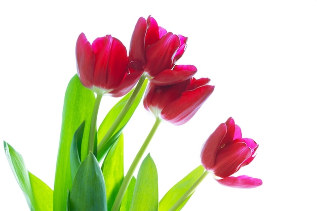 Collection florale de tulipes de fleurs colorées de printemps