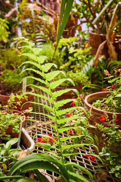 Une collection de fougères de serre et de plantes en pot