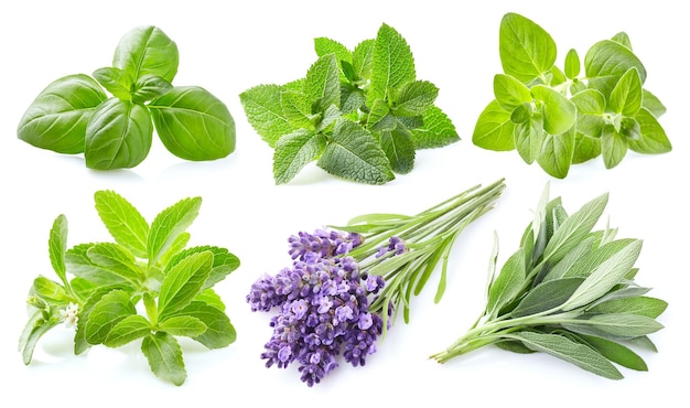 Collection d'herbes fraîches sur fond blanc