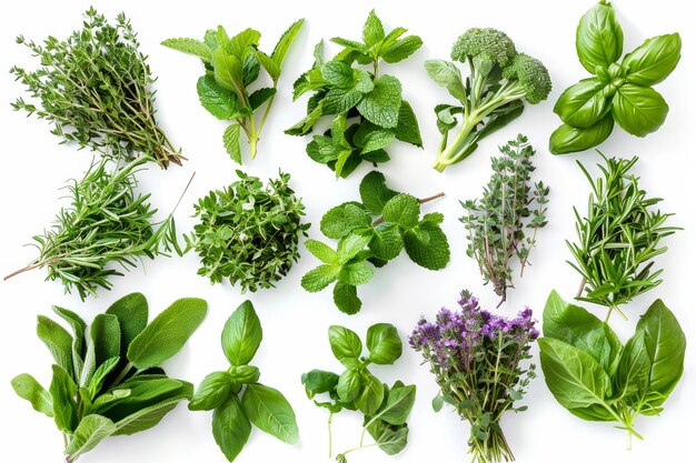 Une collection d'herbes fraîches isolées sur blanc