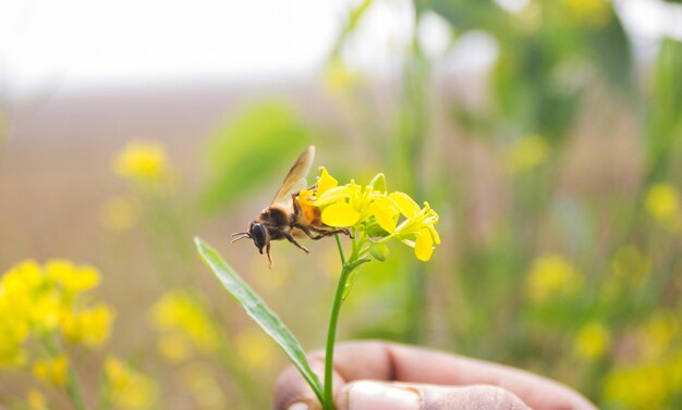 Collection de miel d'abeille sur une fleur jaune vif