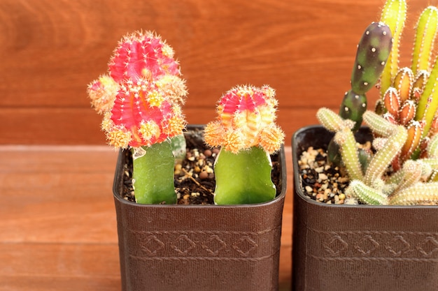 Collection de petits cactus ou plantes succulentes avec espace de copie.