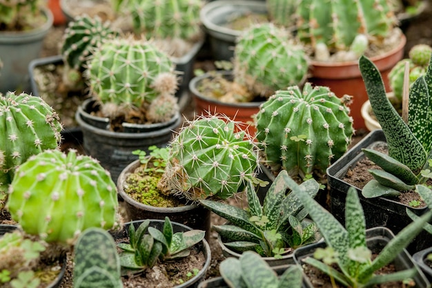 Collection de plantes de cactus en pots Petite plante ornementale Mise au point sélective topview shot Modèle de plante de cactus Fond naturel Fond de texture verte