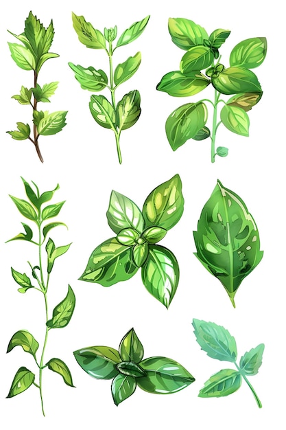 une collection de plantes et de fleurs du jardin