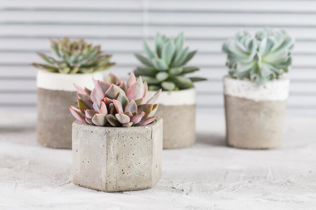 Collection de plantes succulentes sur une image de gros plan de table de couleur claire