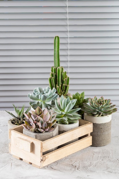 Collection de plantes succulentes sur une image de gros plan de table de couleur claire