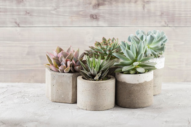 Collection de plantes succulentes sur une image de gros plan de table de couleur claire