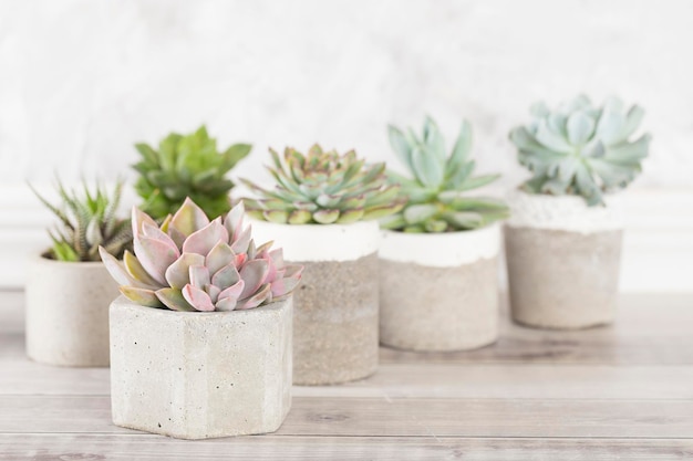 Collection de plantes succulentes sur une image de gros plan de table de couleur claire