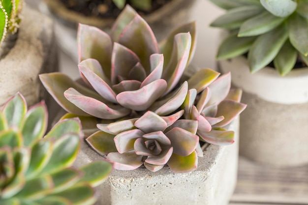 Collection de plantes succulentes sur une image de gros plan de table de couleur claire