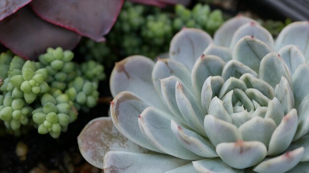 Collection de plantes succulentes, jardinage en Californie, USA. Conception de jardins familiaux, diversité de diverses poules et poussins botaniques. Mélange assorti de plantes d'intérieur ornementales décoratives d'echeveria, floriculture.