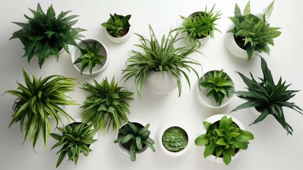 Une collection de plantes sur une table dont une qui dit "verte"