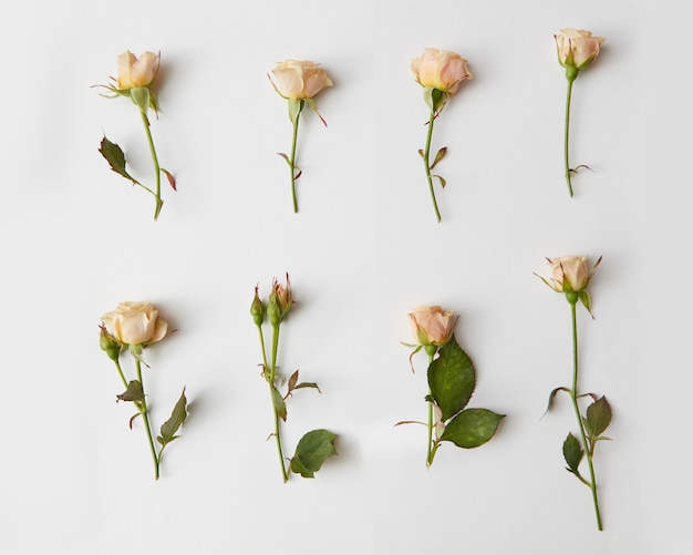 Collection de roses coupées avec des feuilles, pose à plat