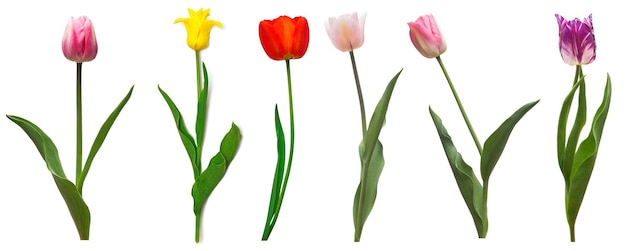 Collection de tulipes de fleurs différentes colorées isolées sur fond blanc Temps de printemps belle composition florale délicate Concept créatif Vue de dessus à plat