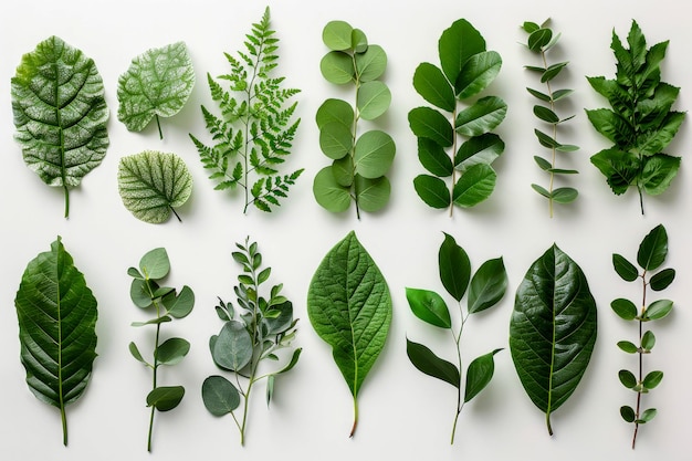 Une collection vibrante de feuilles de plantes vertes variées bien disposées sur un fond blanc pur