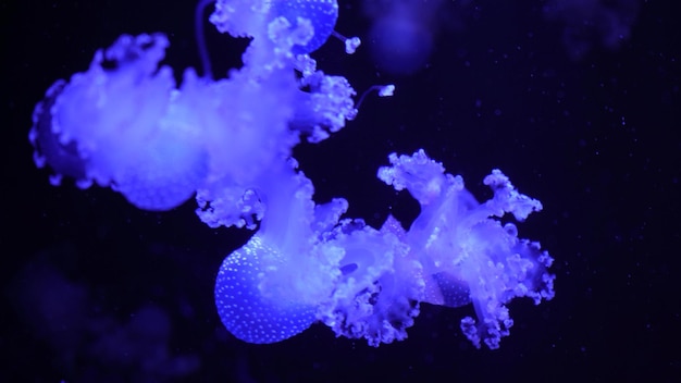 Collection de vidéos Les méduses de la mer et de l'océan nagent dans l'eau en gros plan Illumination et bioluminescence de différentes couleurs dans l'obscurité Méduses exotiques et rares dans l'aquarium