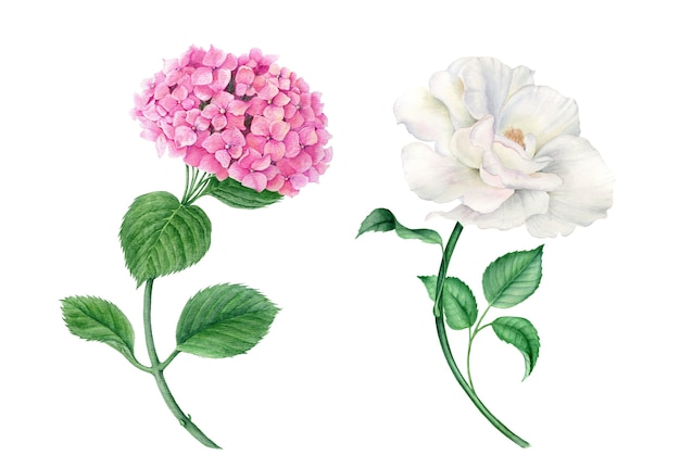 Photo collection vintage de wateroclor d'hortensia rose et illustration botanique réaliste de rose blanche