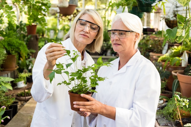 Collègues examinant une plante en pot à effet de serre