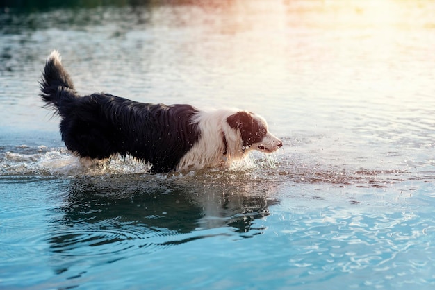 Colley noir et blanc jouant et nageant dans l'eau le jour d'été