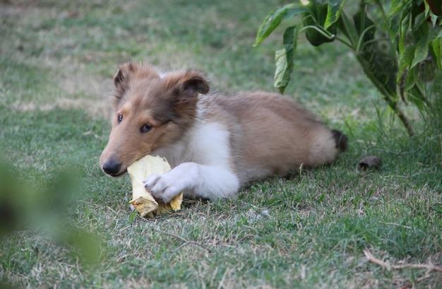 Collie chiot jouant sur l&#39;herbe verte