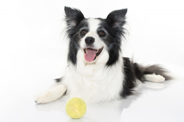 COLLIE MIGNON BORDER ASSIS AVEC SA BALLE DE TENNIS ISOLÉE SUR UN FOND BLANC