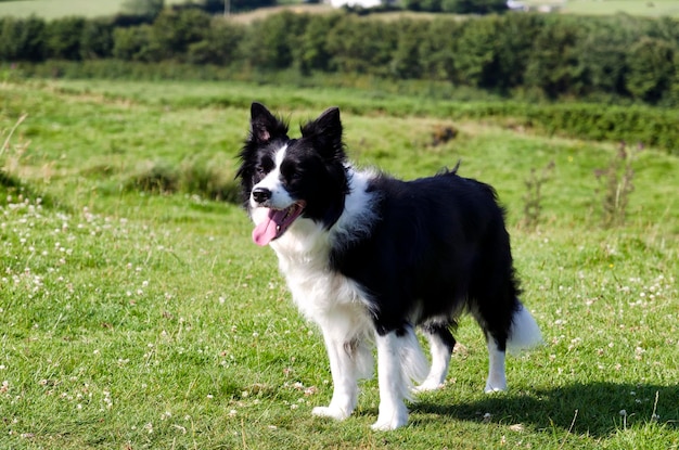 Le collie regarde de l'autre côté.