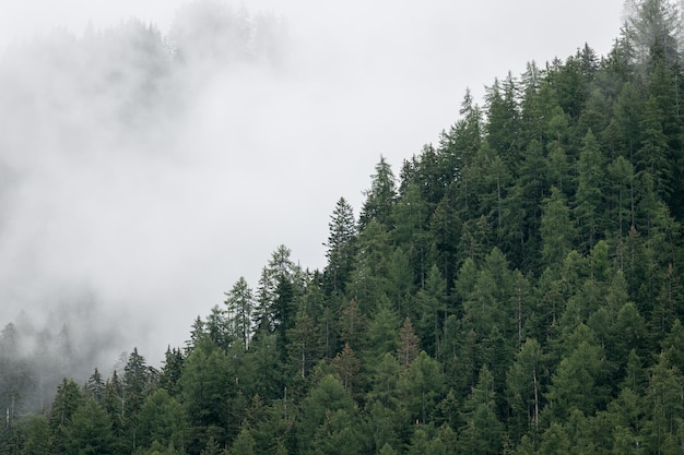 Colline alpine couverte de sapins pendant le brouillard dans les Dolomites italiennes