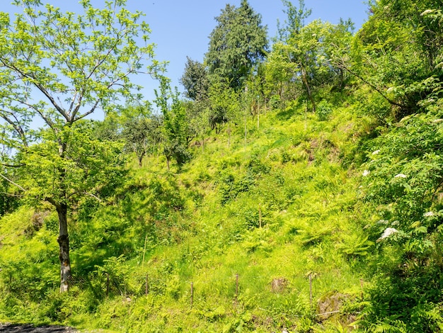Colline couverte d'herbe luxuriante Pelouse sous le soleil Beau paysage