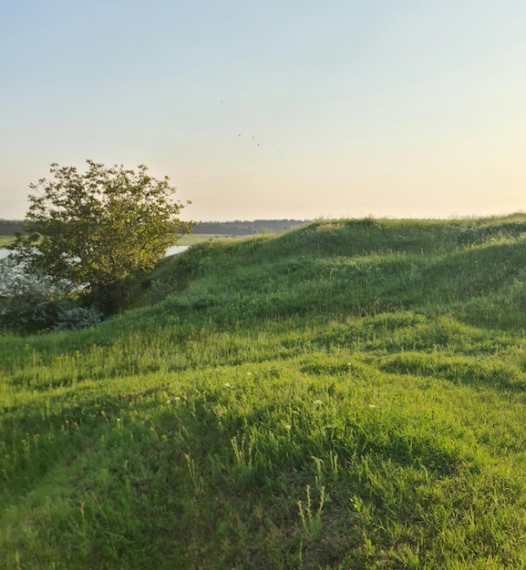 Une colline herbeuse avec un arbre au premier plan et un ciel bleu en arrière-plan.