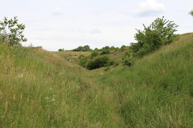 Une colline herbeuse avec des arbres et des buissons