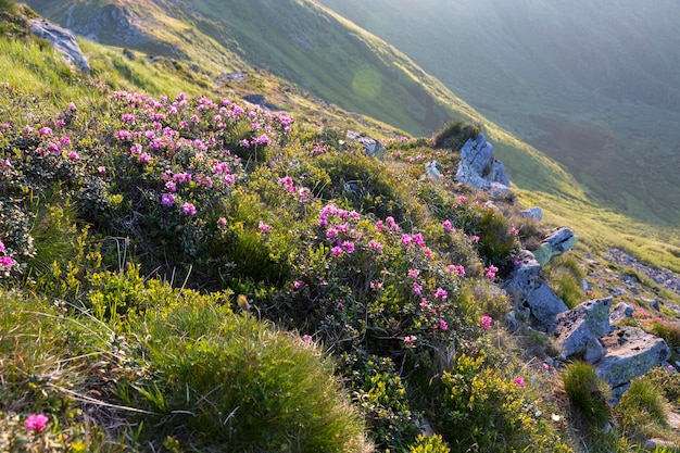 Colline lapidée de montagne couverte de rhododendrons en fleurs Beau paysage fleuri des plus hautes montagnes avec ciel coucher de soleil bleu