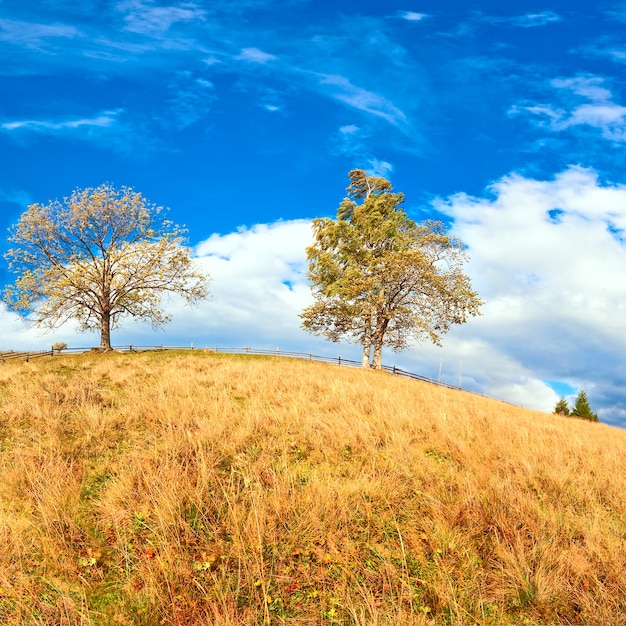 Colline de montagne d'automne avec des arbres colorés (Carpates, Ukraine)