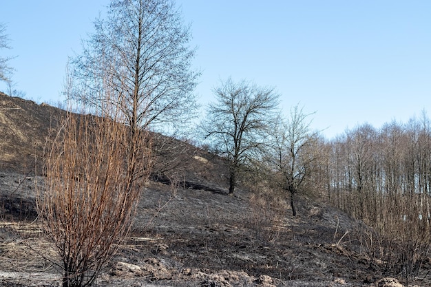 Colline naturelle après un incendie avec de l'herbe brûlée branches noires de plantes arbres et buissons négligence de la nature...