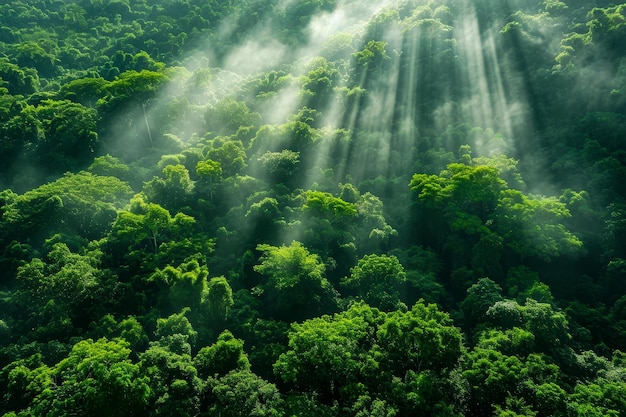 Une colline verte et luxuriante avec la lumière du soleil qui traverse les arbres.