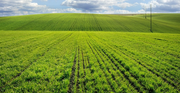 Collines d'un champ avec des pousses de blé ou de seigle au début du printemps