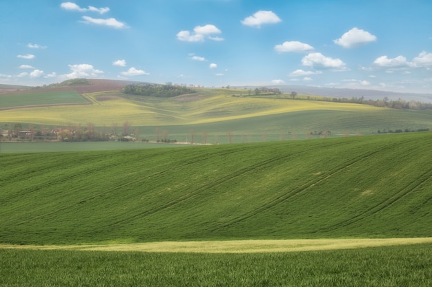 Collines ondulées vertes