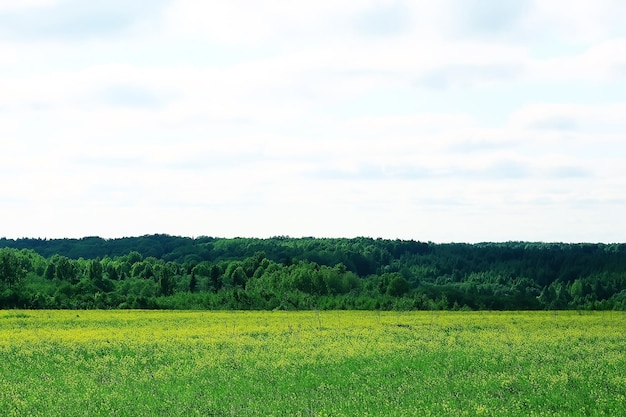 collines de paysage avec forêt